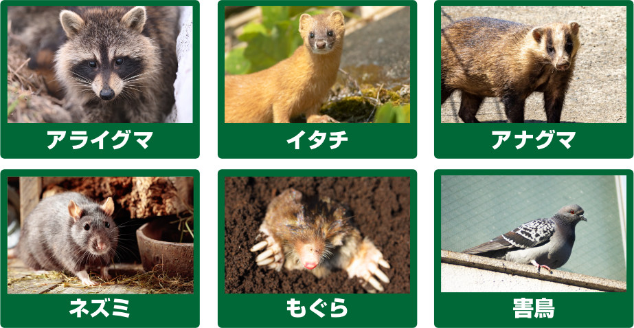 アライグマ、イタチ、アナグマ、ネズミ、もぐら、害鳥