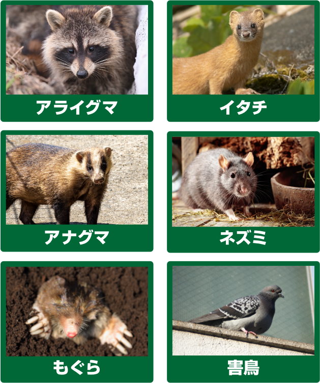 アライグマ、イタチ、アナグマ、ネズミ、もぐら、害鳥