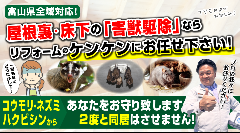 富山県内でハクビシンやコウモリ等の害獣駆除