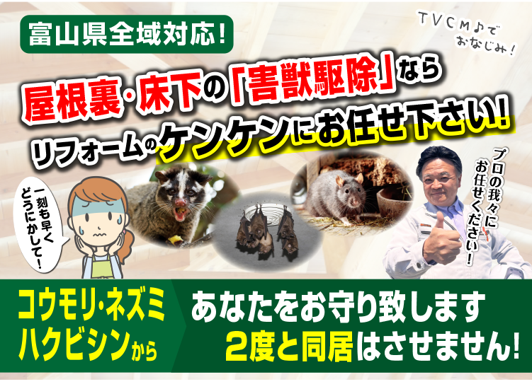 富山県内でハクビシンやコウモリ等の害獣駆除